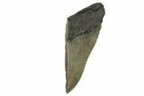Partial Fossil Megalodon Tooth - Serrated Blade #332325-1